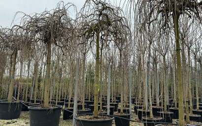 sophora japonica pendula